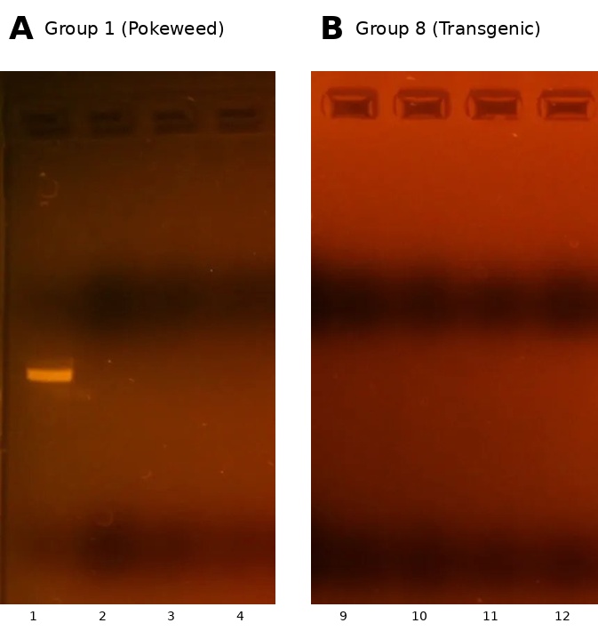 Agarose gel showing RT-PCR products of PAP gene detection in transgenic tobacco