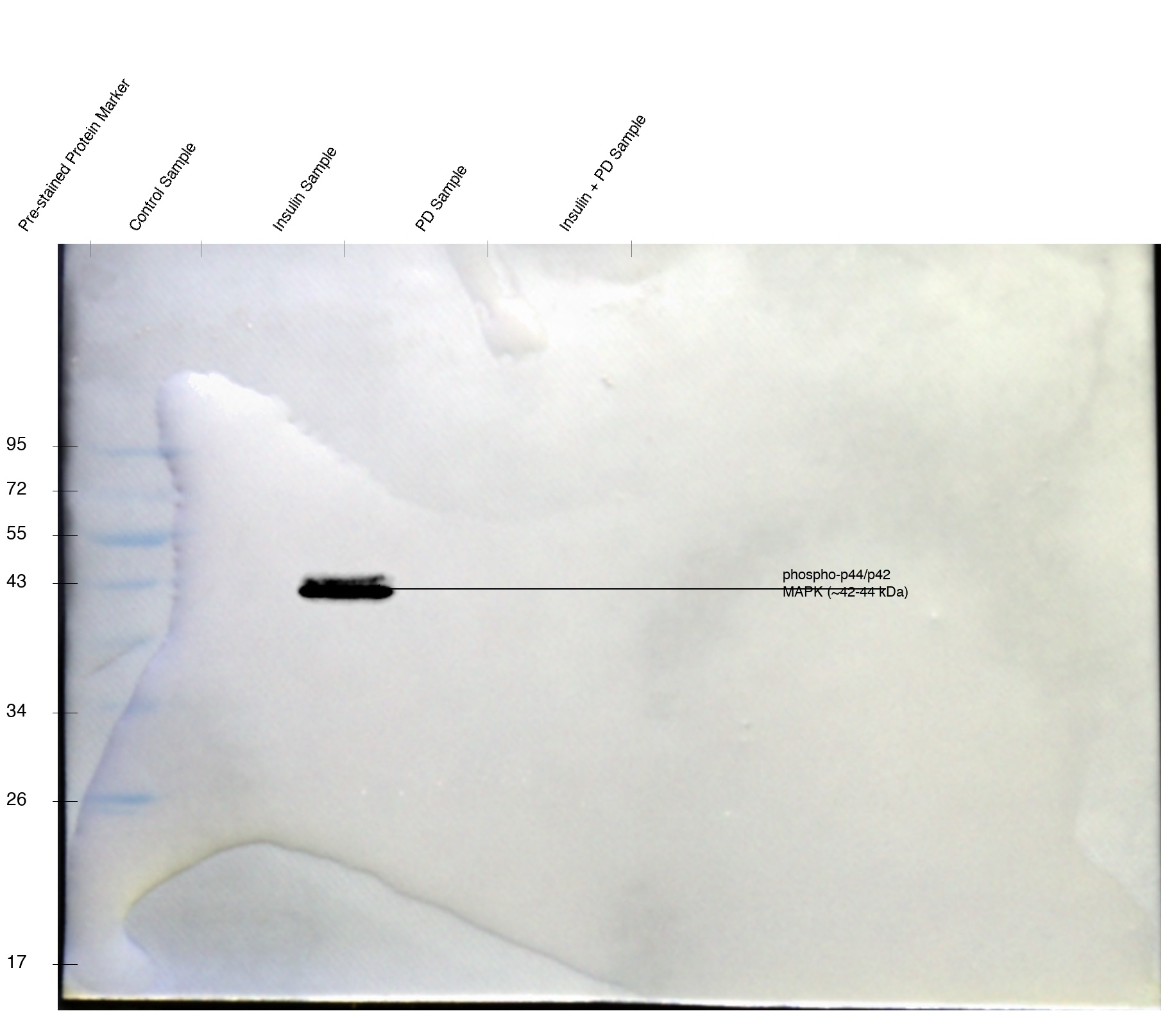 Western blot of MAP kinase from rat L6 skeletal muscle cells
